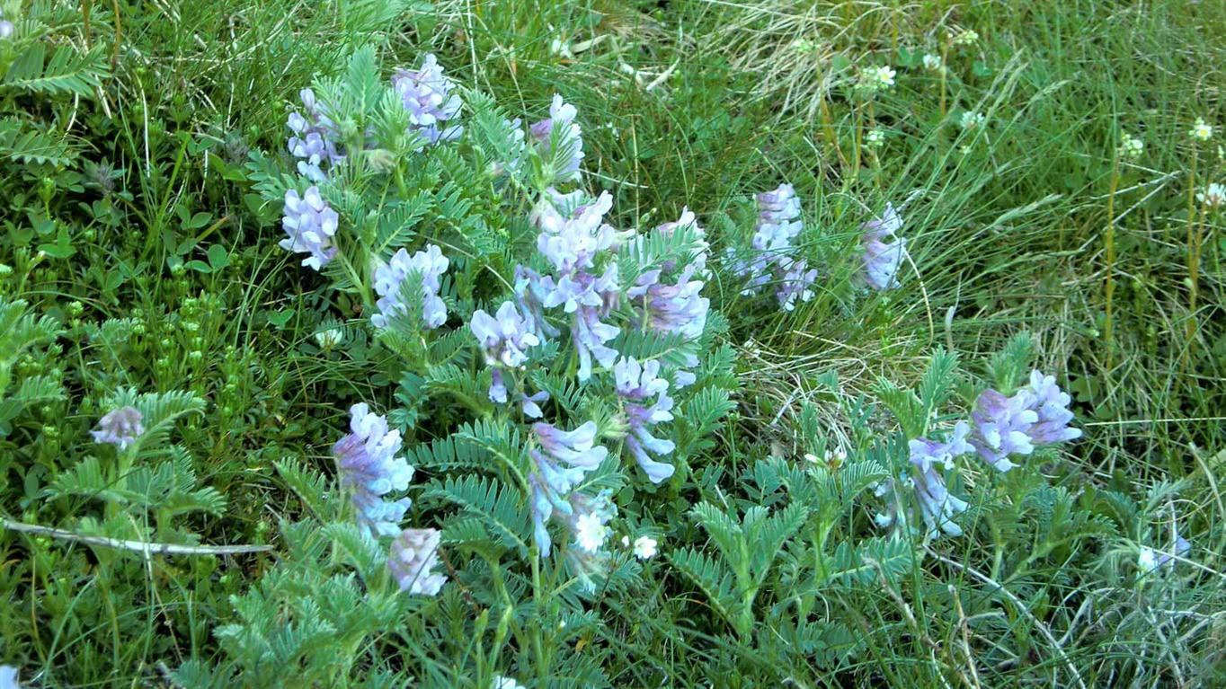 Vicia cusnae / Veccia del Monte Cusna