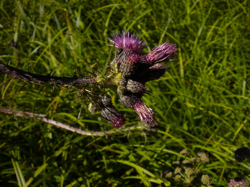 In torbiera - Cirsium palustre