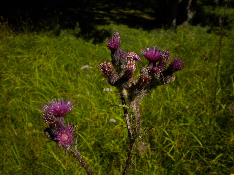 In torbiera - Cirsium palustre