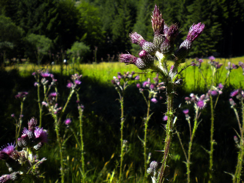 In torbiera - Cirsium palustre