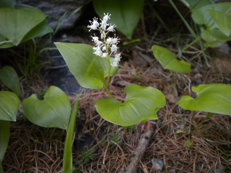 Maianthemum bifolium / Gramigna di Parnasso