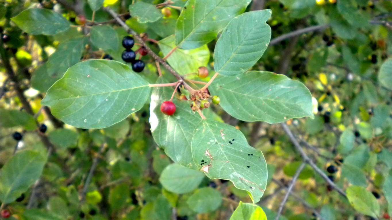 Frangula alnus