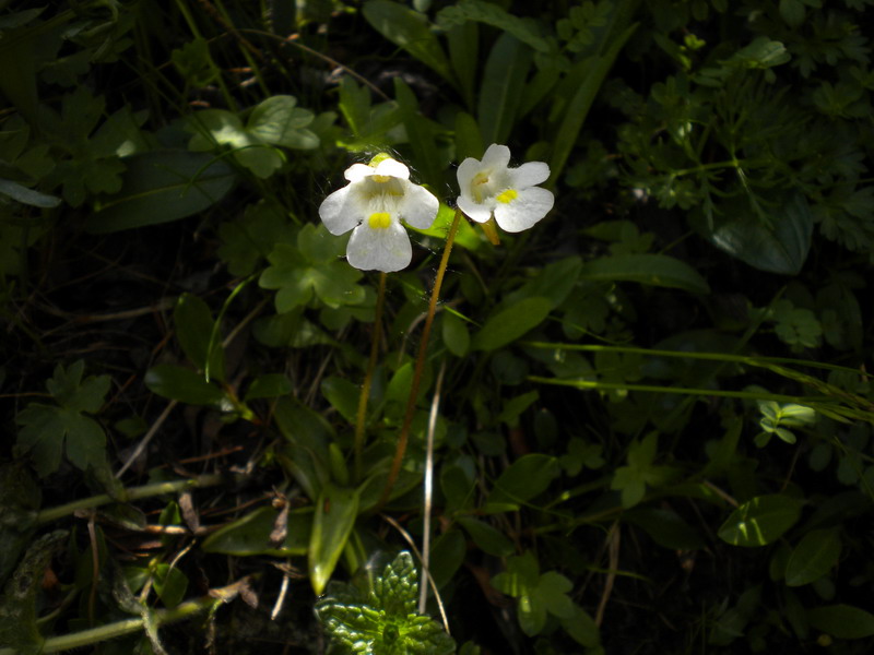 Val d''Aosta  - Pinguicula alpina