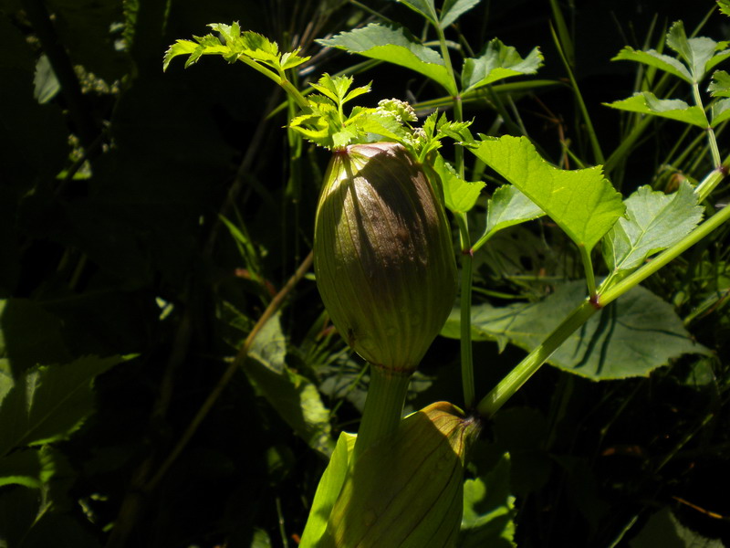 In torbiera - Angelica Sylvestris