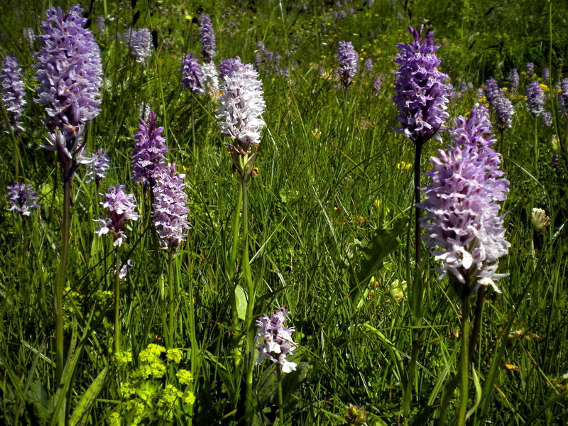 Dactylorhiza