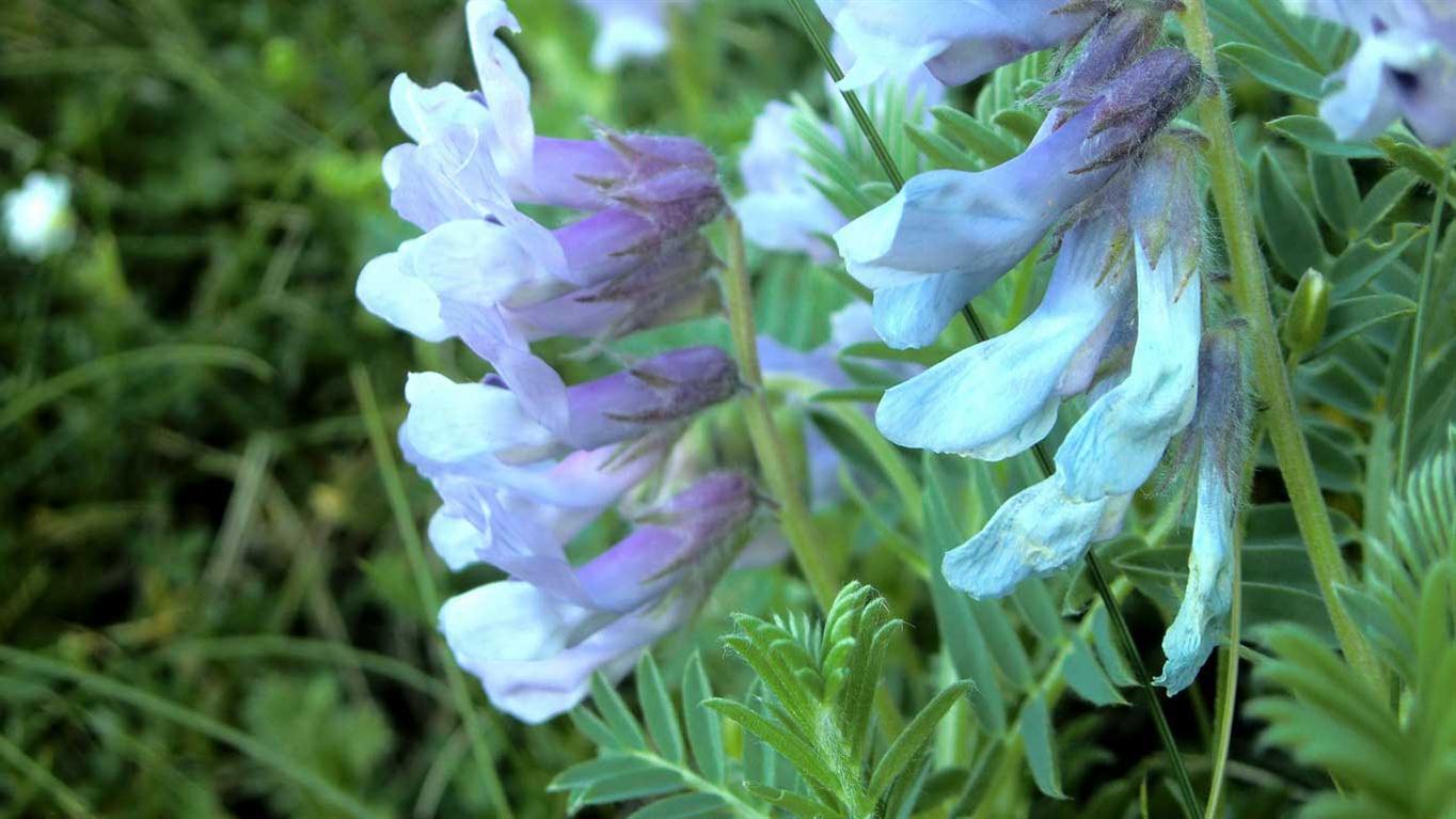 Vicia cusnae / Veccia del Monte Cusna