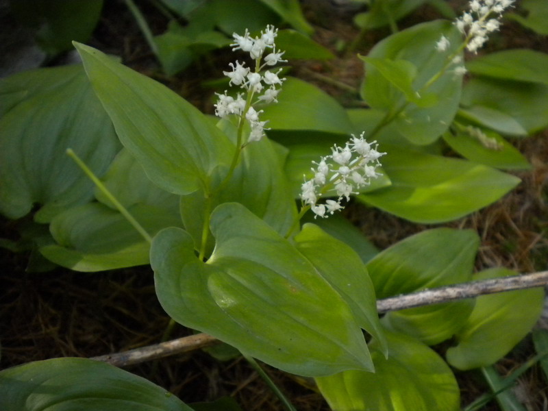 Maianthemum bifolium / Gramigna di Parnasso