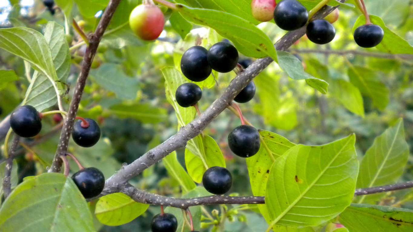 Frangula alnus