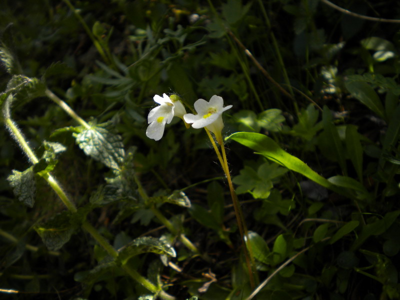 Val d''Aosta  - Pinguicula alpina