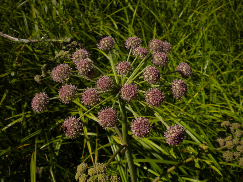 In torbiera - Angelica Sylvestris