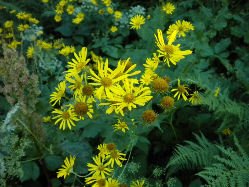 Doronicum austriacum