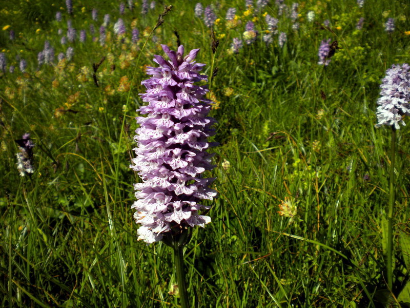 Dactylorhiza