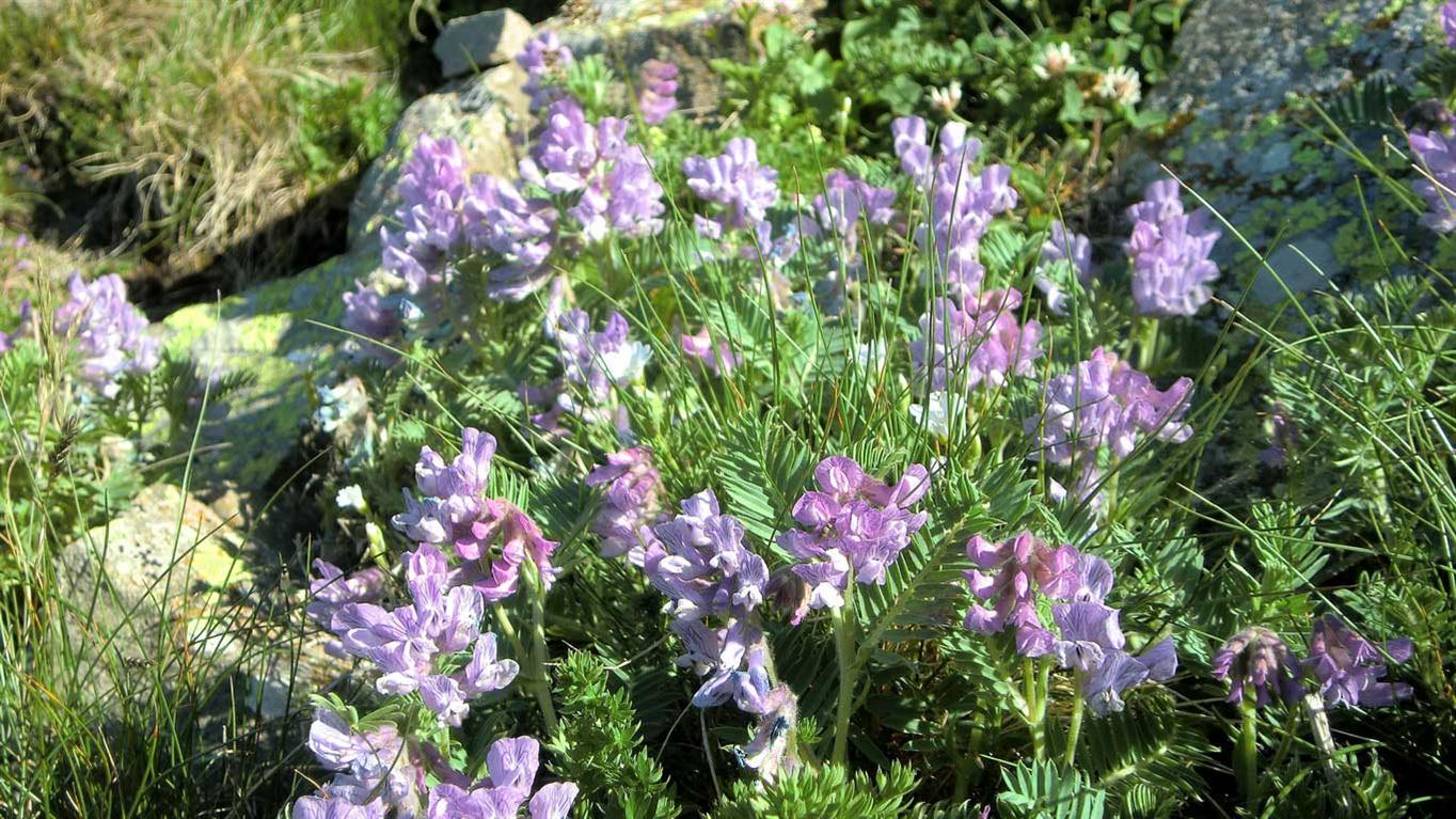 Vicia cusnae / Veccia del Monte Cusna