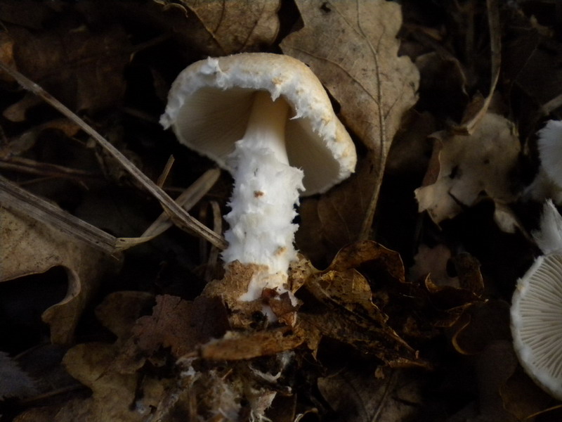 Piccola lepiota