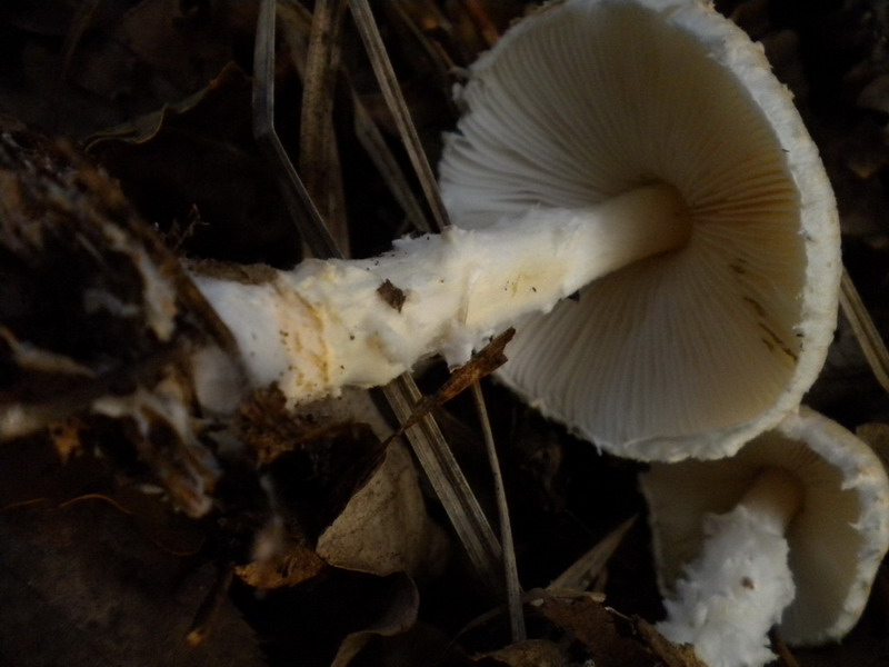 Piccola lepiota