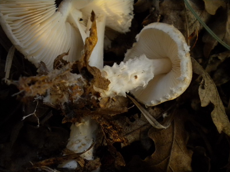 Piccola lepiota