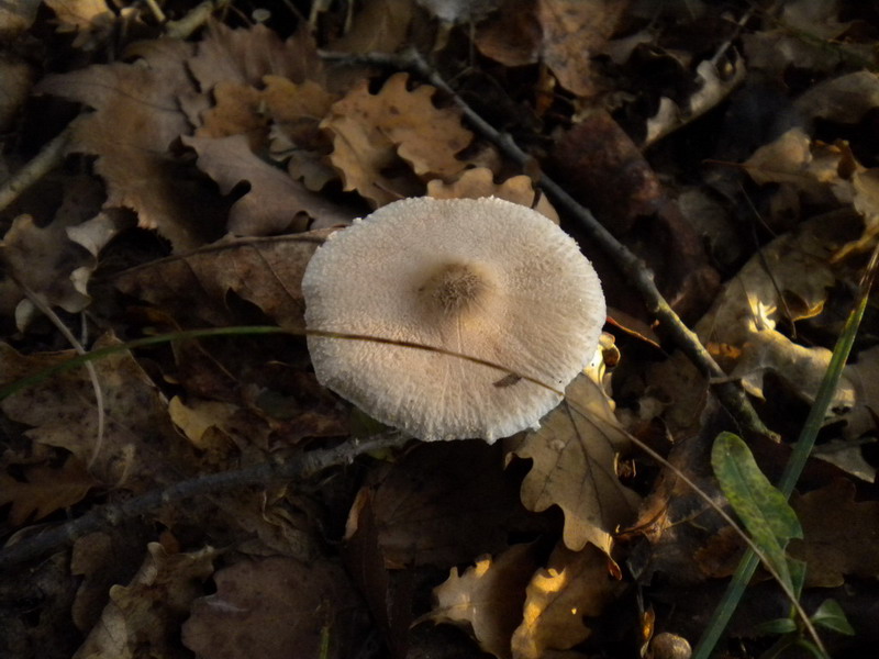 Piccola lepiota