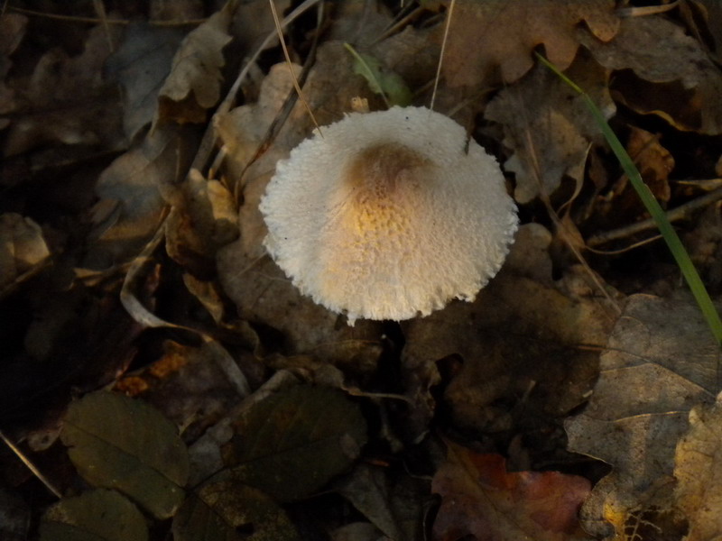 Piccola lepiota