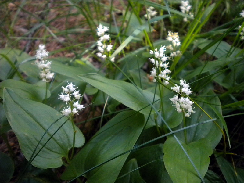 Maianthemum bifolium / Gramigna di Parnasso