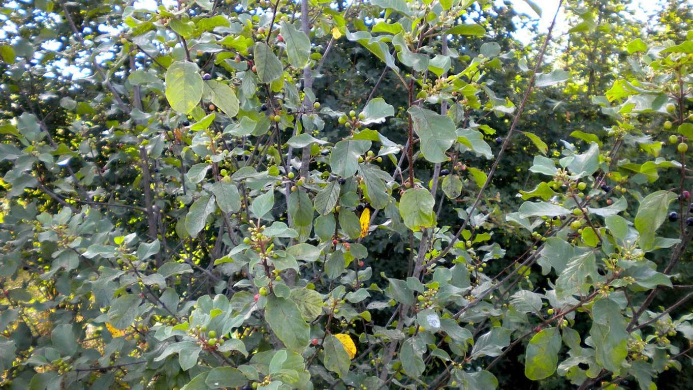 Frangula alnus