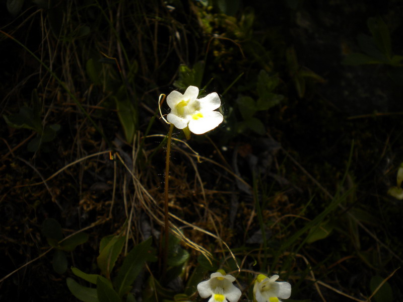 Val d''Aosta  - Pinguicula alpina