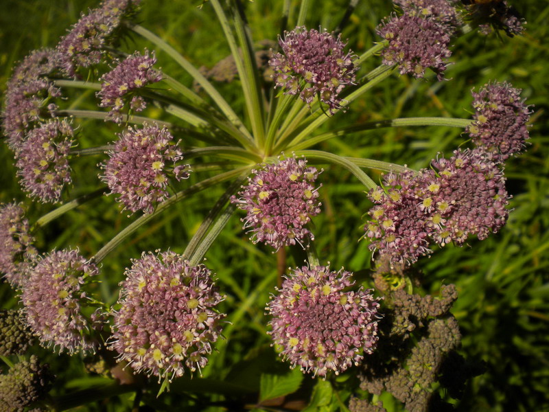 In torbiera - Angelica Sylvestris