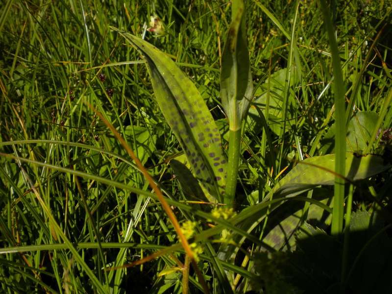 Dactylorhiza