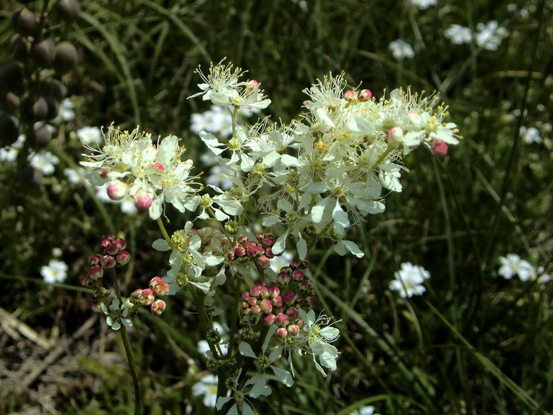 Filipendula vulgaris / Olmaria peperina