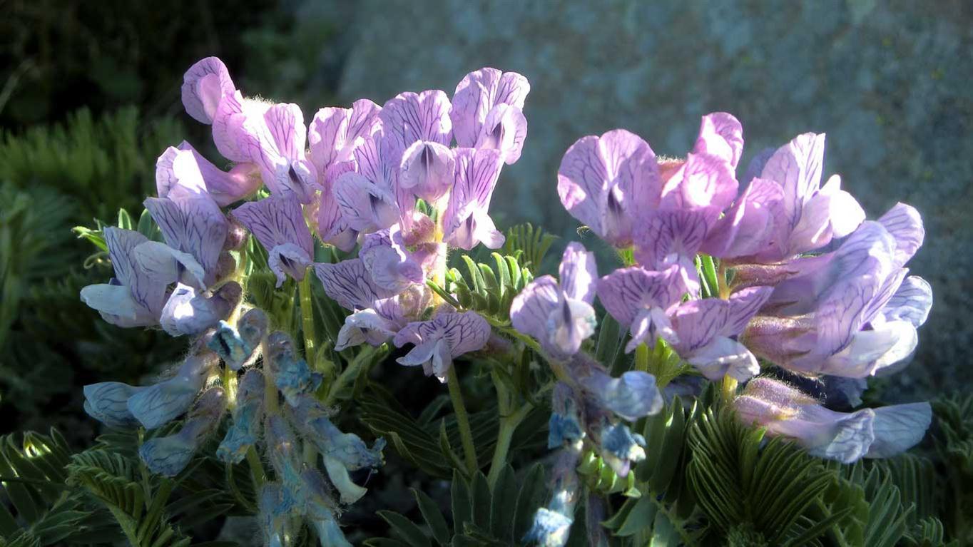 Vicia cusnae / Veccia del Monte Cusna