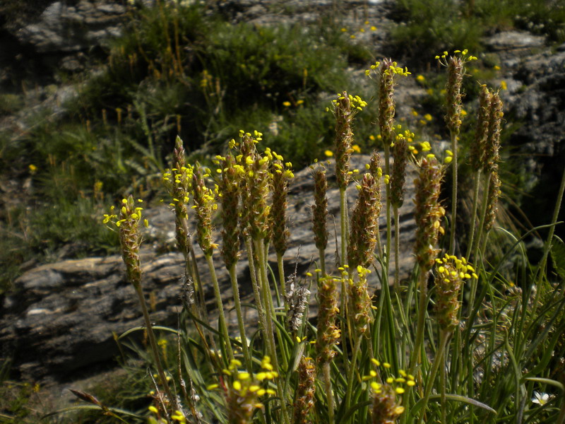 Val d''Aosta da determ...