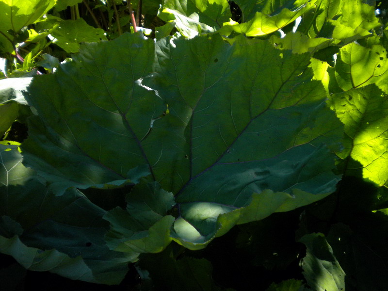 In torbiera 2 - Petasites hybridus