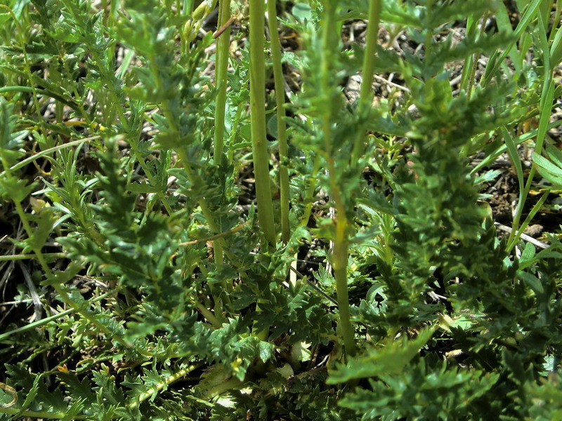 Filipendula vulgaris / Olmaria peperina