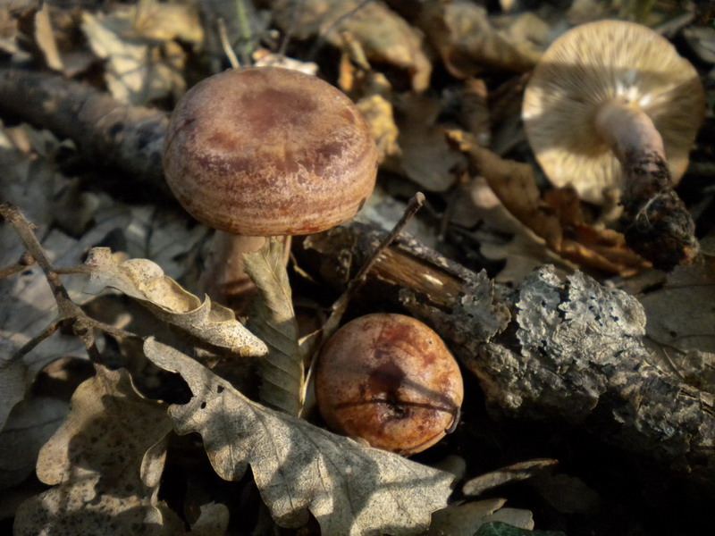 Lactarius