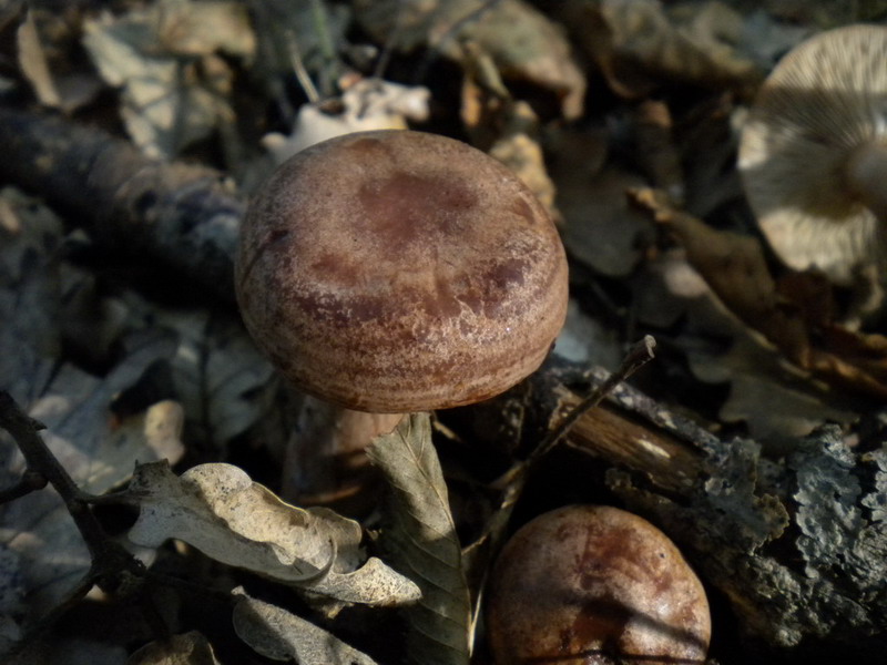 Lactarius