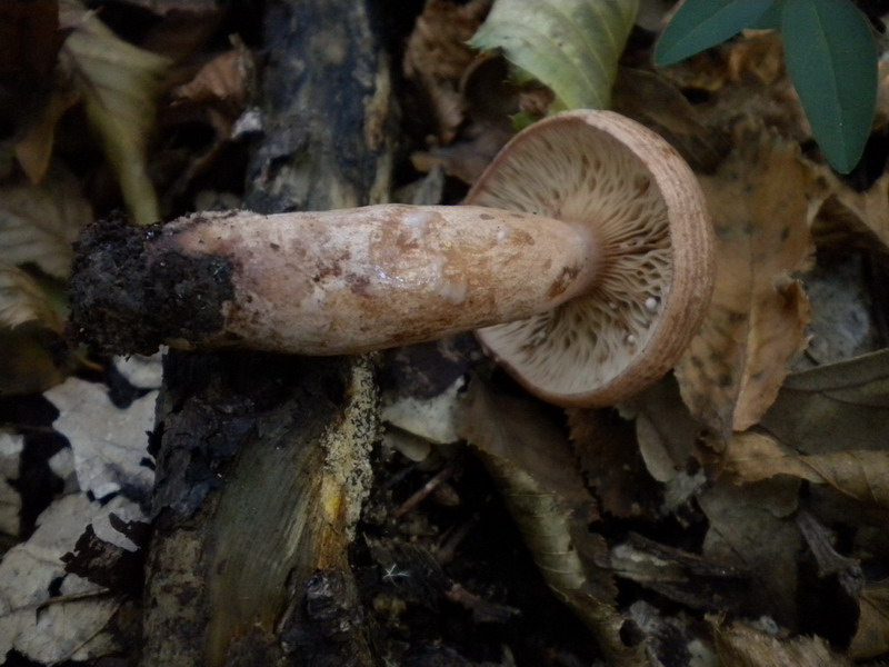 Lactarius