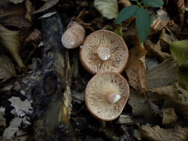 Lactarius