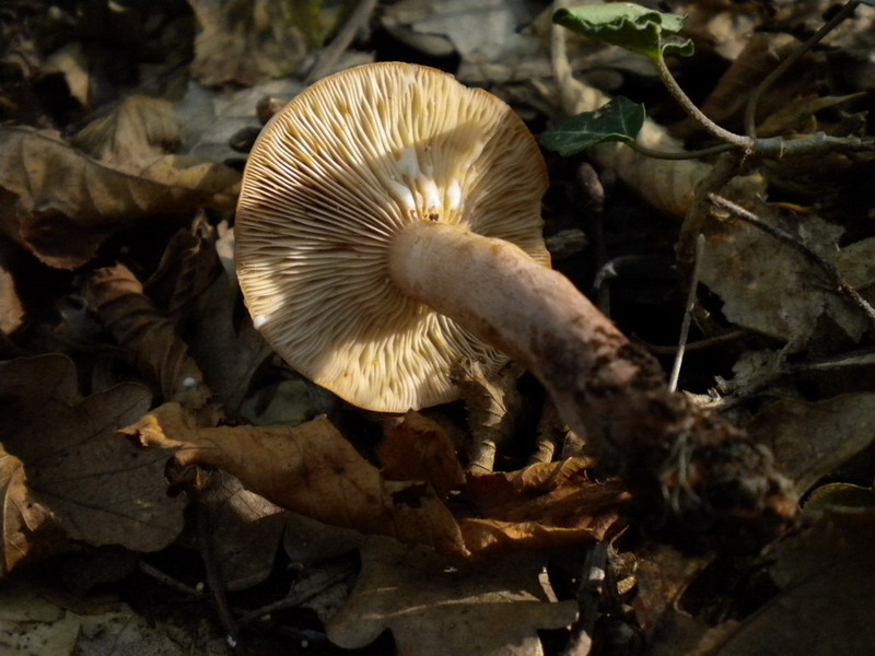 Lactarius