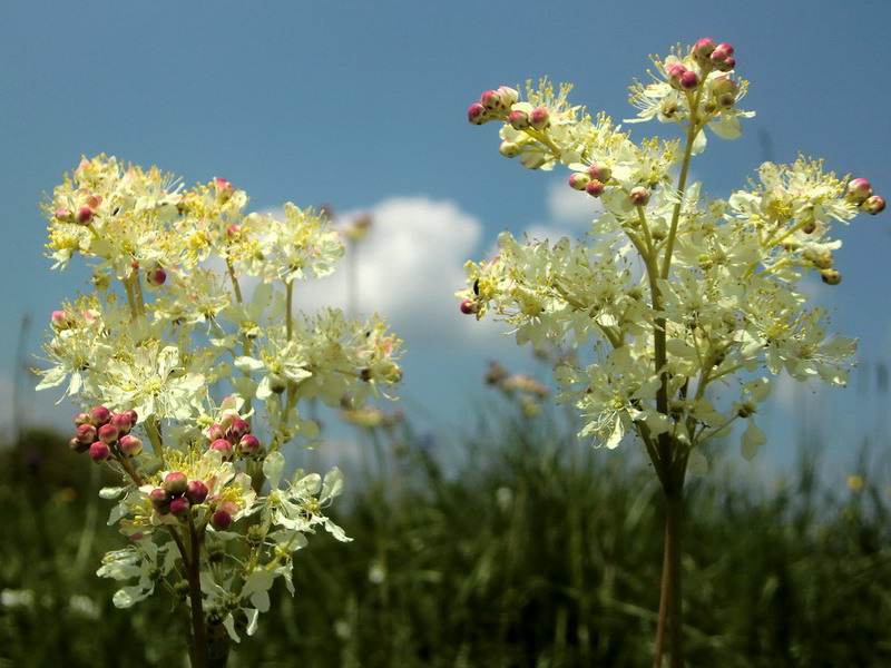 Filipendula vulgaris / Olmaria peperina