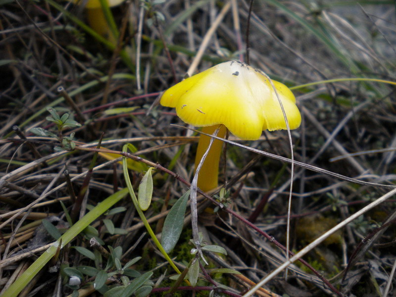 Hygrocybe gialla