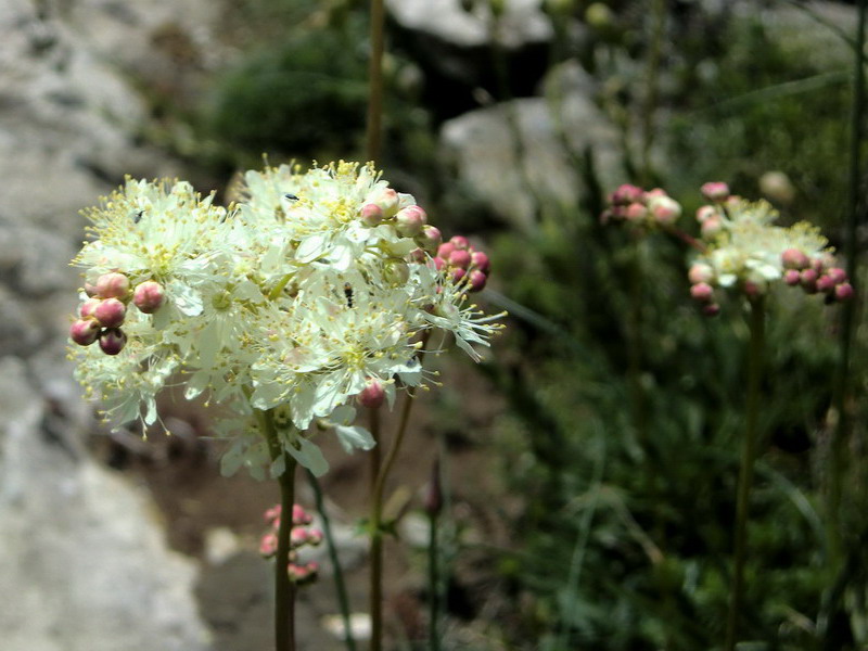 Filipendula vulgaris / Olmaria peperina