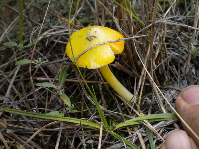 Hygrocybe gialla