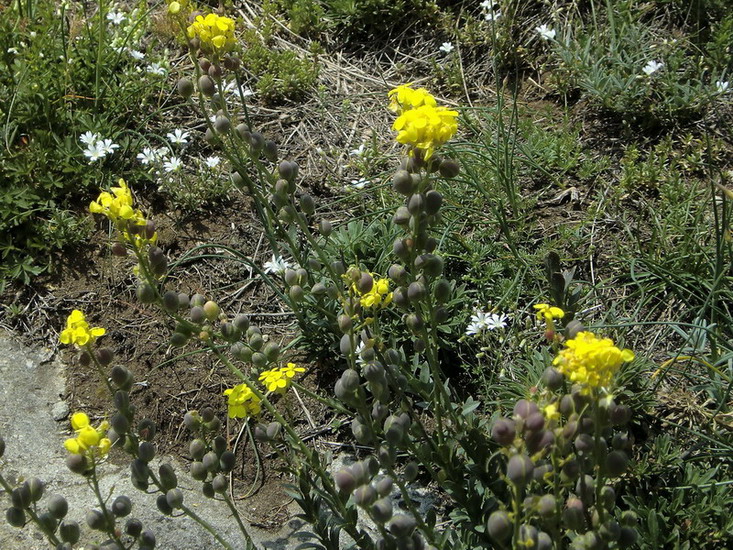 Alyssoides utriculata / Vesicaria maggiore