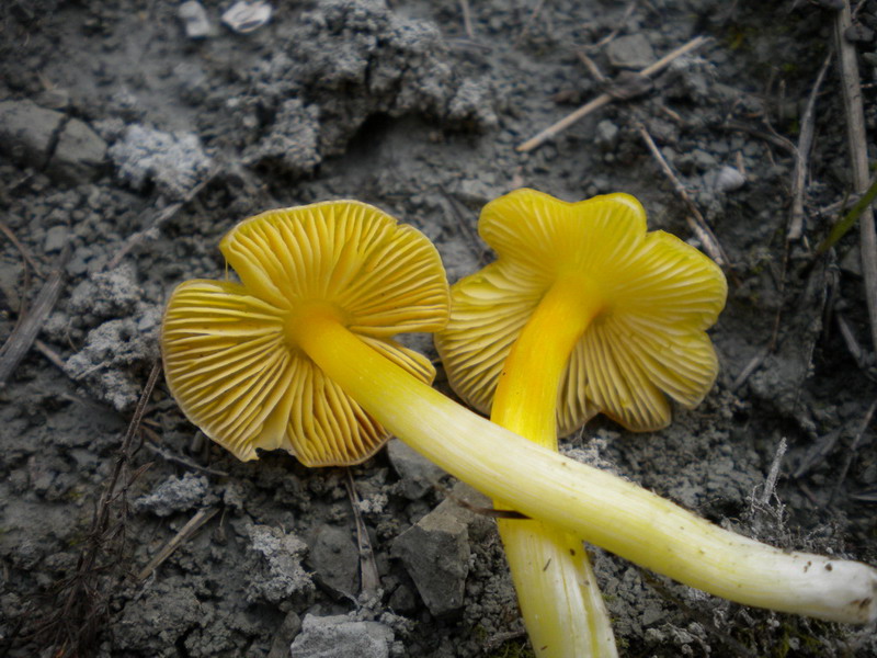 Hygrocybe gialla