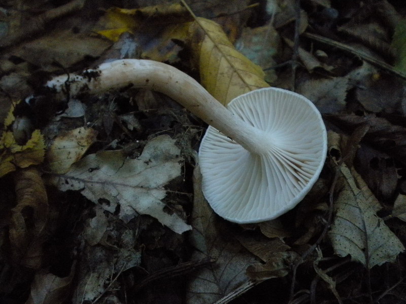 Hygrophorus??