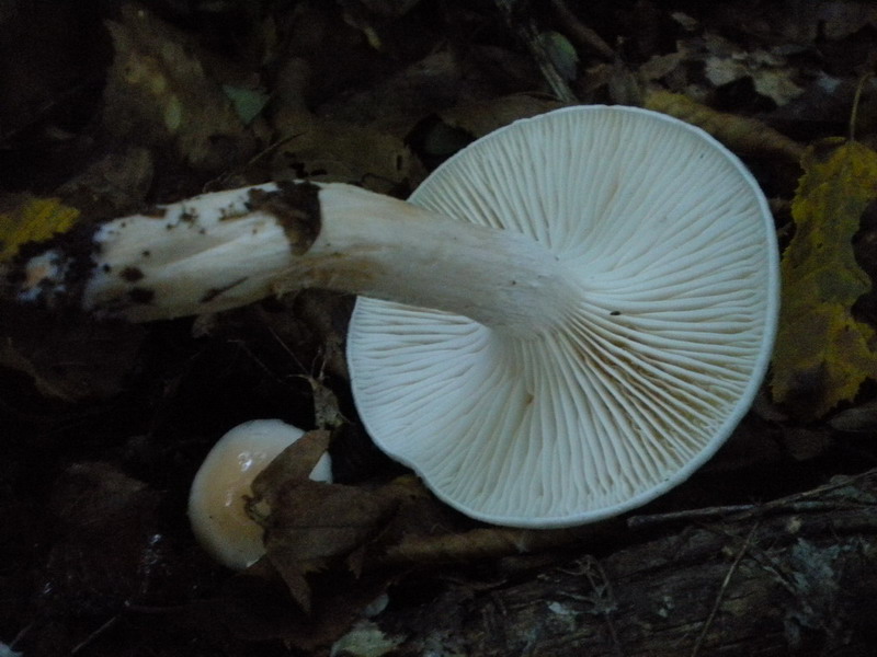 Hygrophorus??