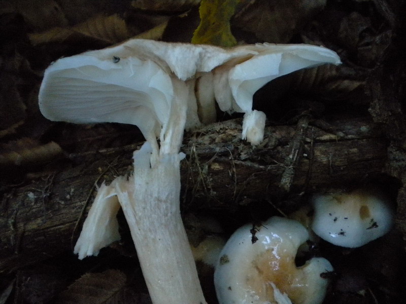 Hygrophorus??