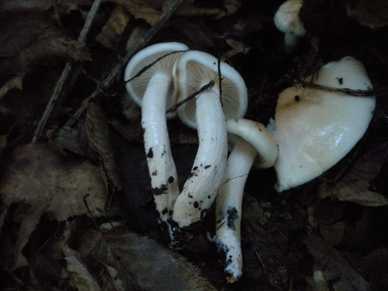 Hygrophorus??