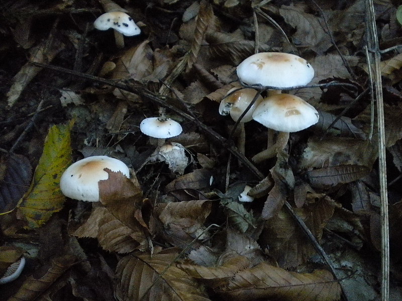 Hygrophorus??