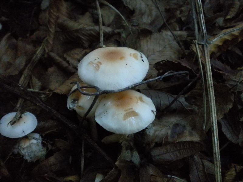 Hygrophorus??