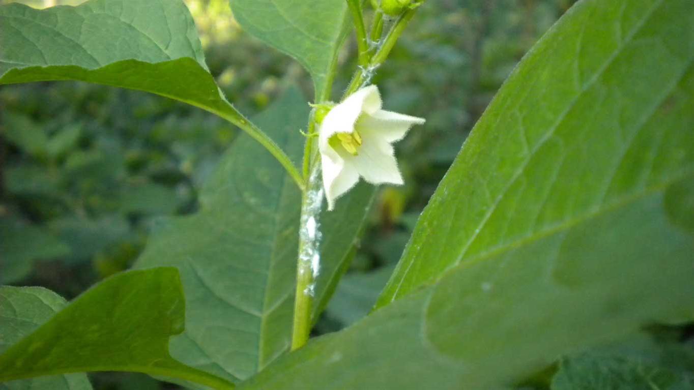 Physalis alkekengi